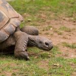 Visita pre-letargo per tartarughe: perché è importante e quando prenotarla
